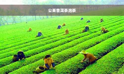 公英普洱茶泡茶