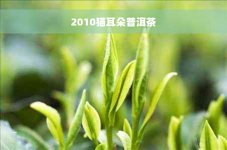 2010猫耳朵普洱茶