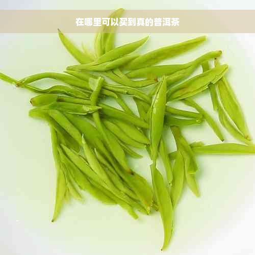 在哪里可以买到真的普洱茶