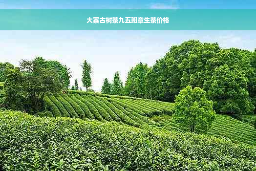 大寨古树茶九五班章生茶价格