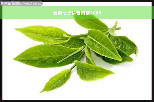 云南七子饼普洱茶2008