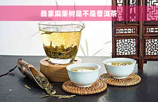 彝家麻栗树是不是普洱茶