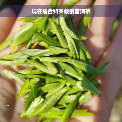 现在适合购买藏的普洱茶