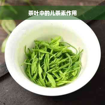 茶叶中的儿茶素作用