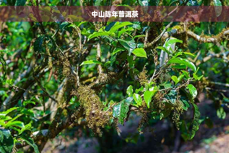 中山陈年普洱茶