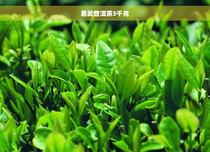 易武普洱茶3千克