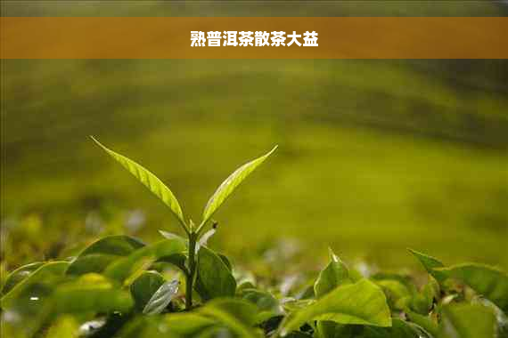 熟普洱茶散茶大益