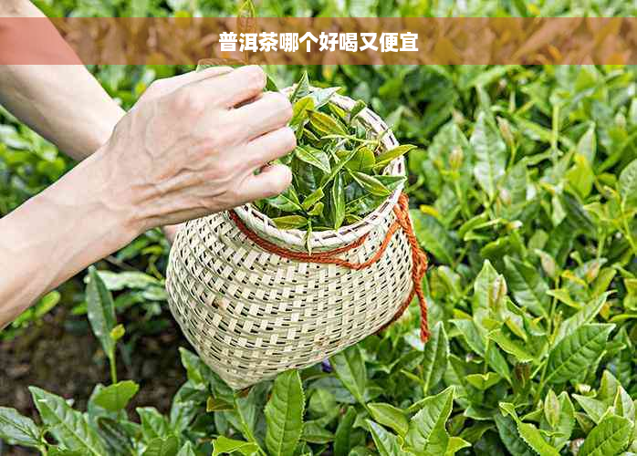 普洱茶哪个好喝又便宜