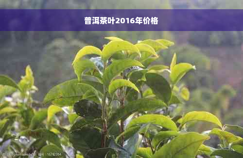 普洱茶叶2016年价格