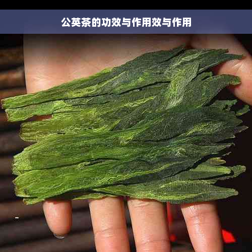 公英茶的功效与作用效与作用