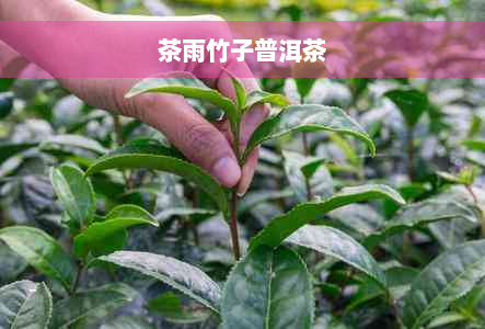 茶雨竹子普洱茶