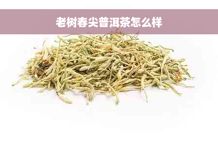 老树春尖普洱茶怎么样