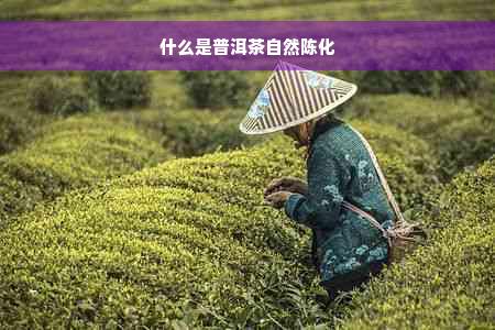 什么是普洱茶自然陈化