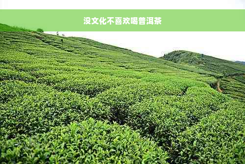 没文化不喜欢喝普洱茶