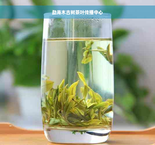 勐海木古树茶叶传播中心