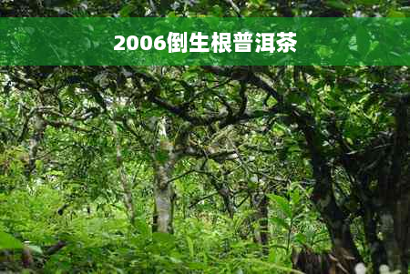 2006倒生根普洱茶