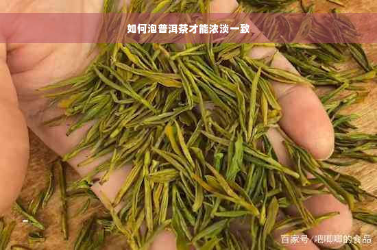 如何泡普洱茶才能浓淡一致