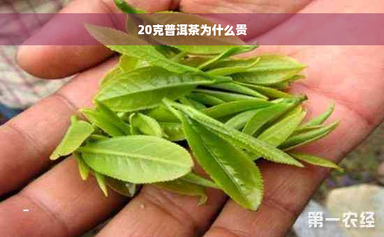 20克普洱茶为什么贵