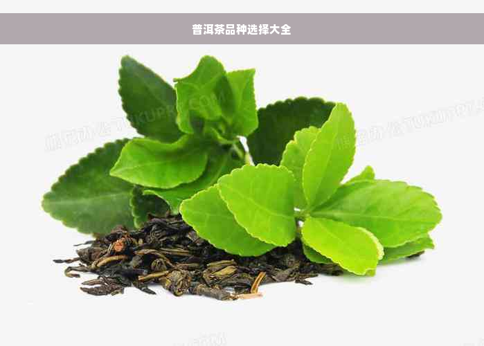 普洱茶品种选择大全