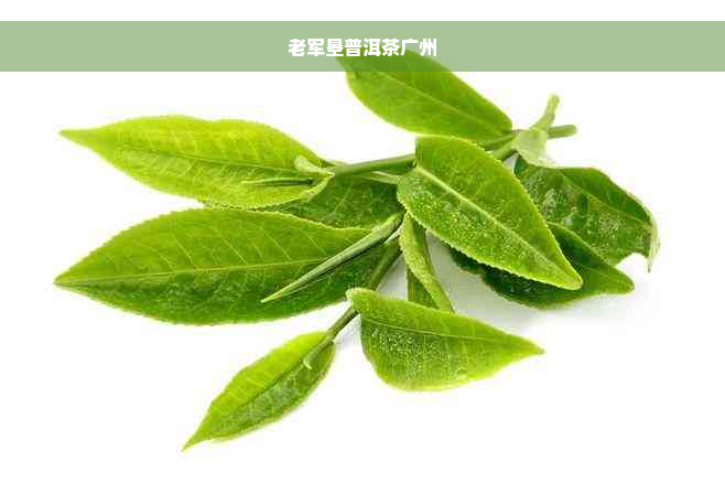 老军垦普洱茶广州