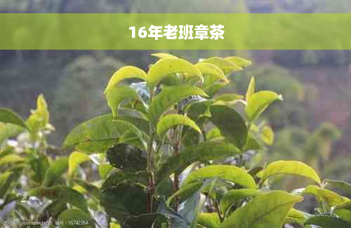 16年老班章茶