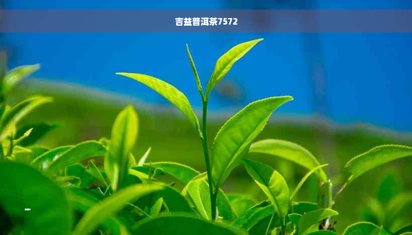 吉益普洱茶7572