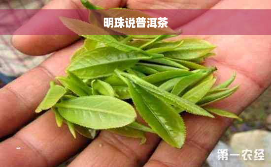 明珠说普洱茶