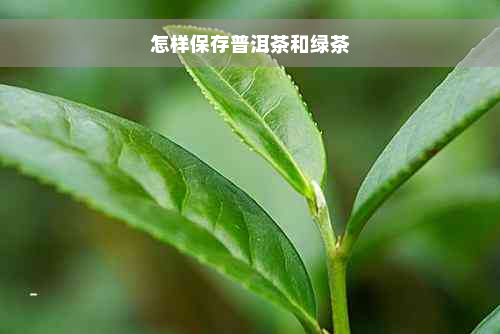 怎样保存普洱茶和绿茶