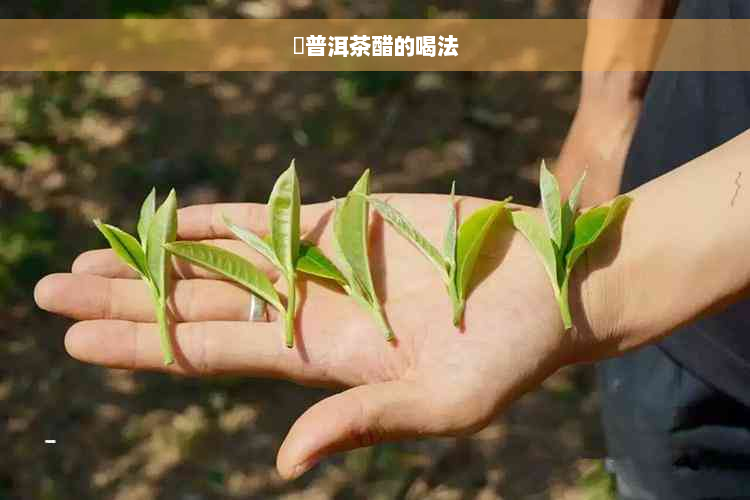 氼普洱茶醋的喝法