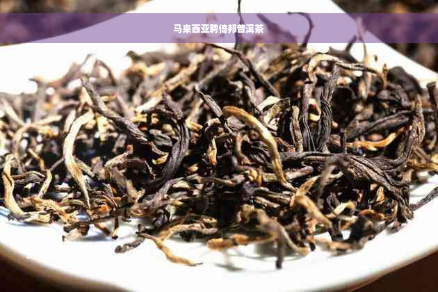 马来西亚聘倚邦普洱茶