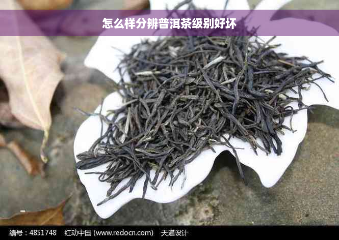 怎么样分辨普洱茶级别好坏