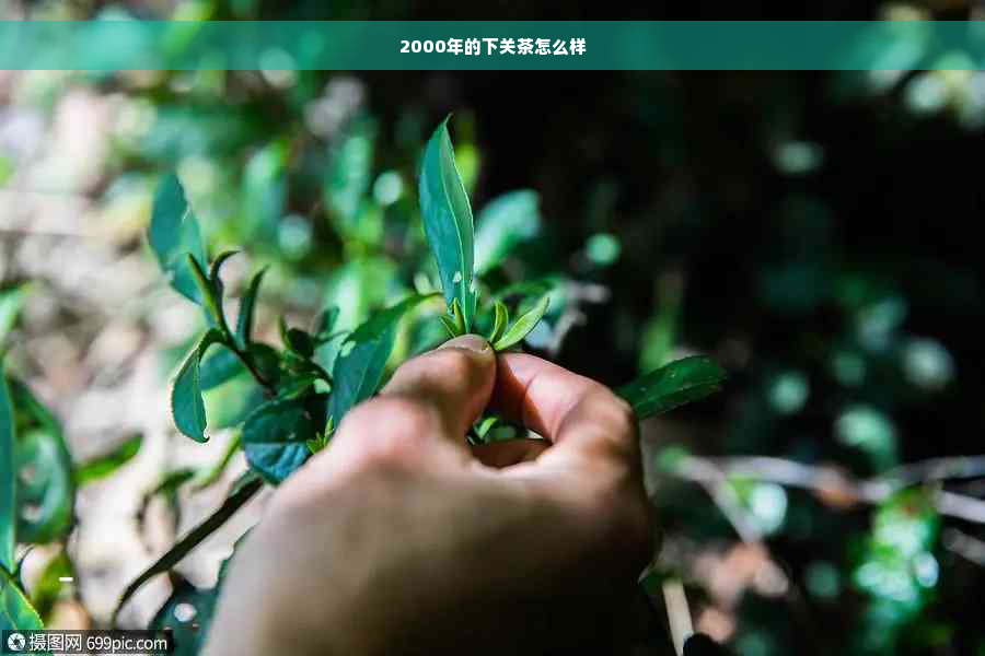 2000年的下关茶怎么样