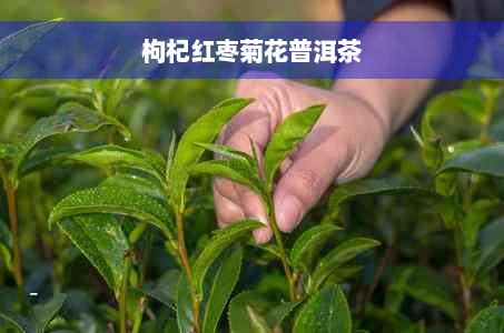 枸杞红枣菊花普洱茶