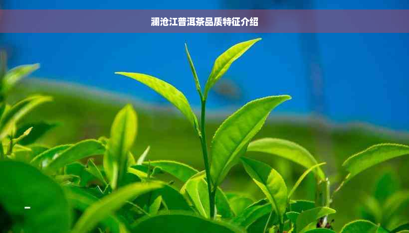 澜沧江普洱茶品质特征介绍