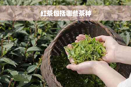 红茶包括哪些茶种