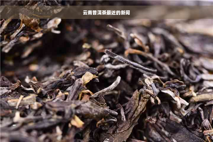 云南普洱茶最近的新闻