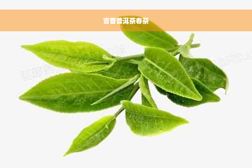 吉普普洱茶春茶