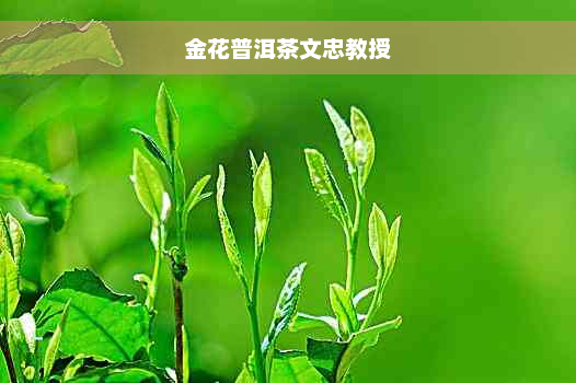 金花普洱茶文忠教授