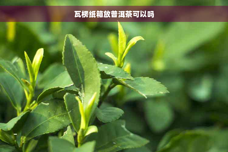 瓦楞纸箱放普洱茶可以吗