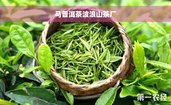 马普洱茶波浪山茶厂