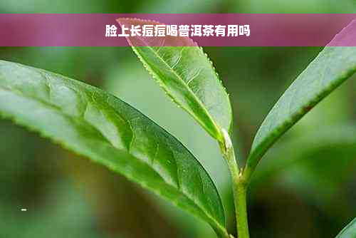 脸上长痘痘喝普洱茶有用吗