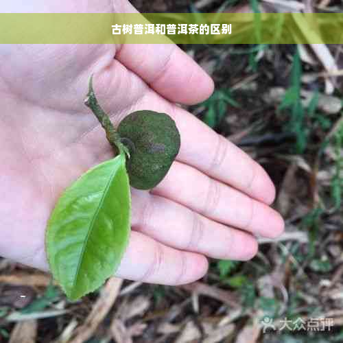 古树普洱和普洱茶的区别