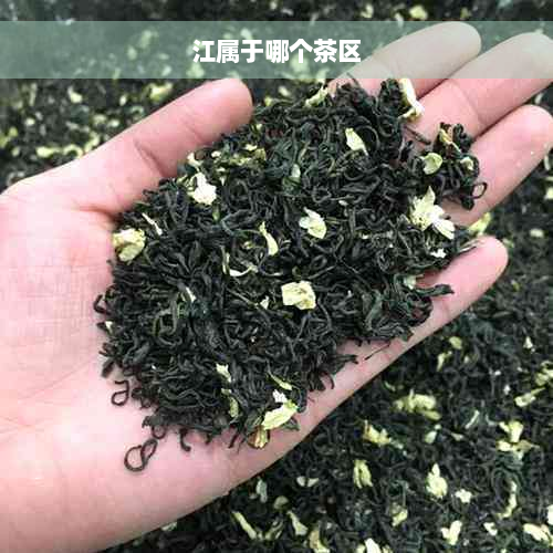 江属于哪个茶区