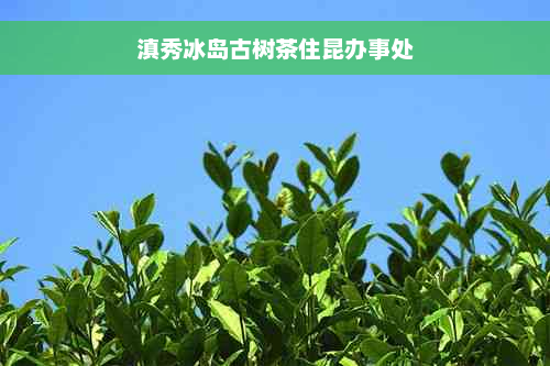 滇秀冰岛古树茶住昆办事处