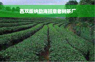 西双版纳勐海班章老树茶厂