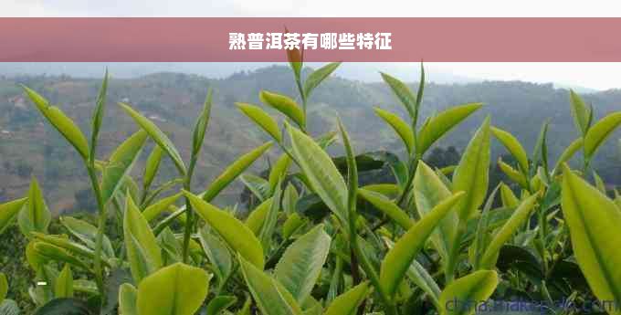 熟普洱茶有哪些特征