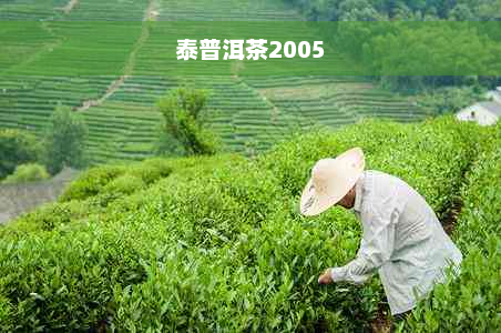 泰普洱茶2005