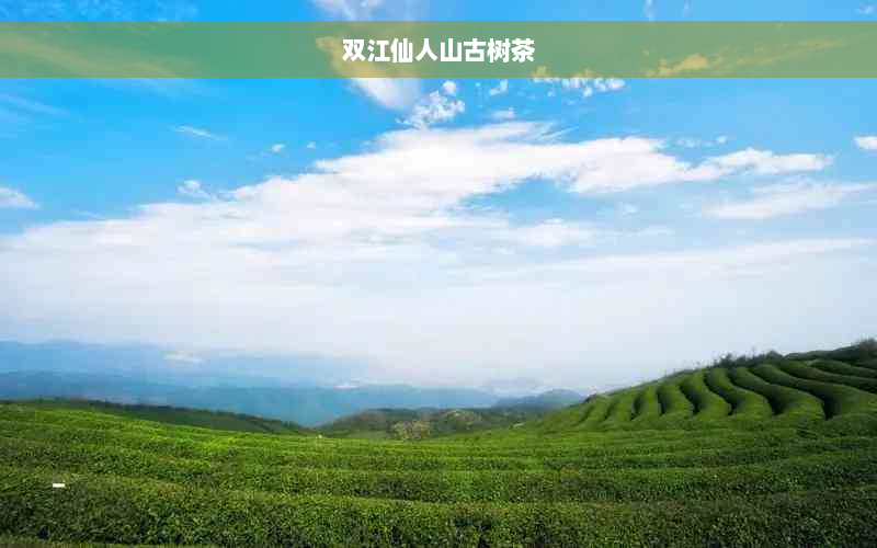 双江仙人山古树茶