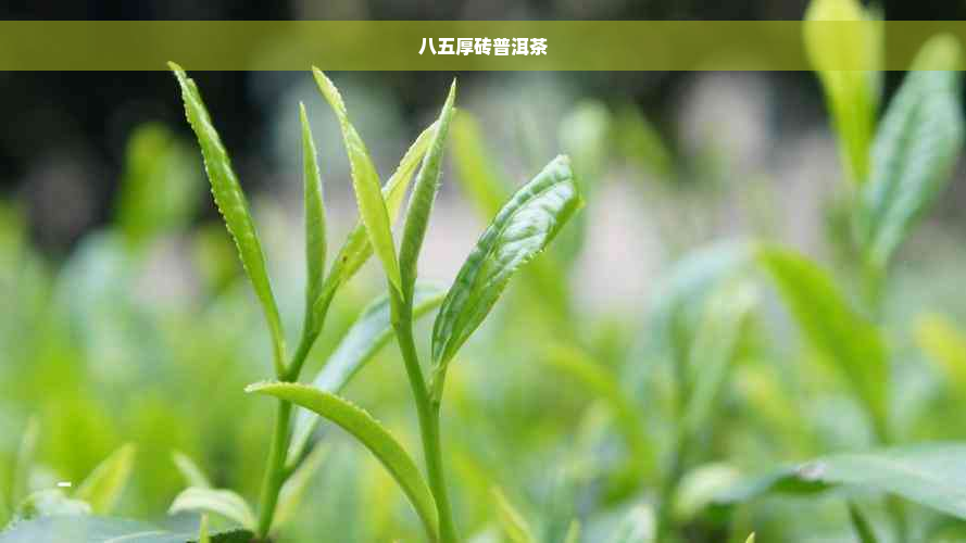 八五厚砖普洱茶