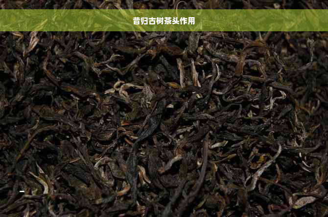 昔归古树茶头作用